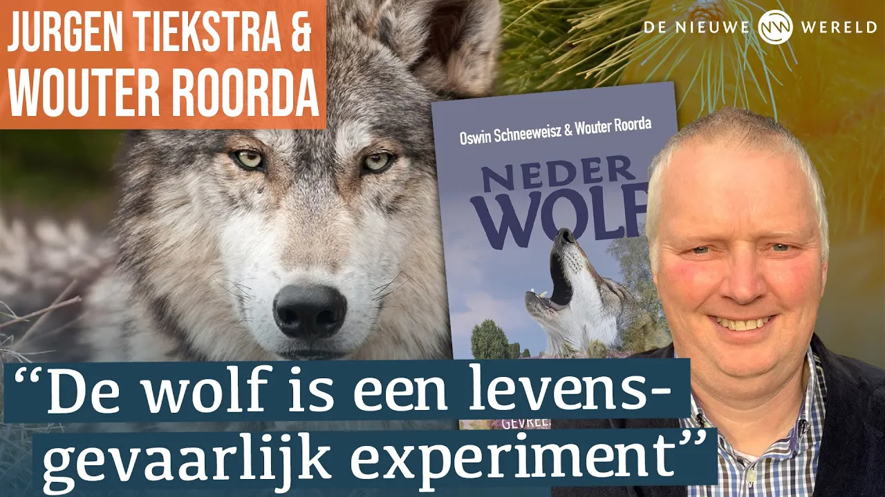 Bang voor de nederwolf? "Wolvenbeleid niet meer van deze tijd" | #1871 Wouter Roorda